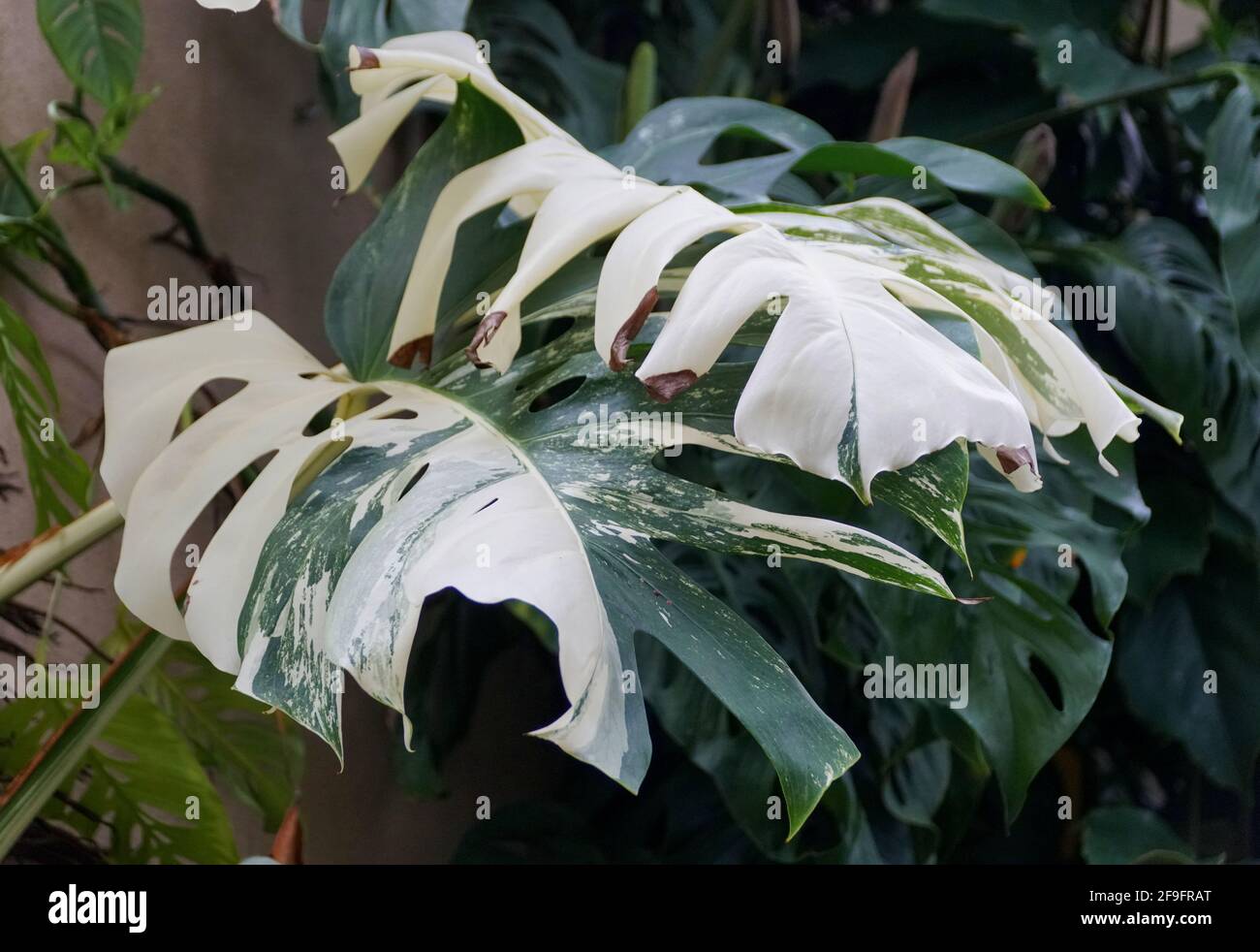 philodendron arrow Philodendron hastatum 'Green'