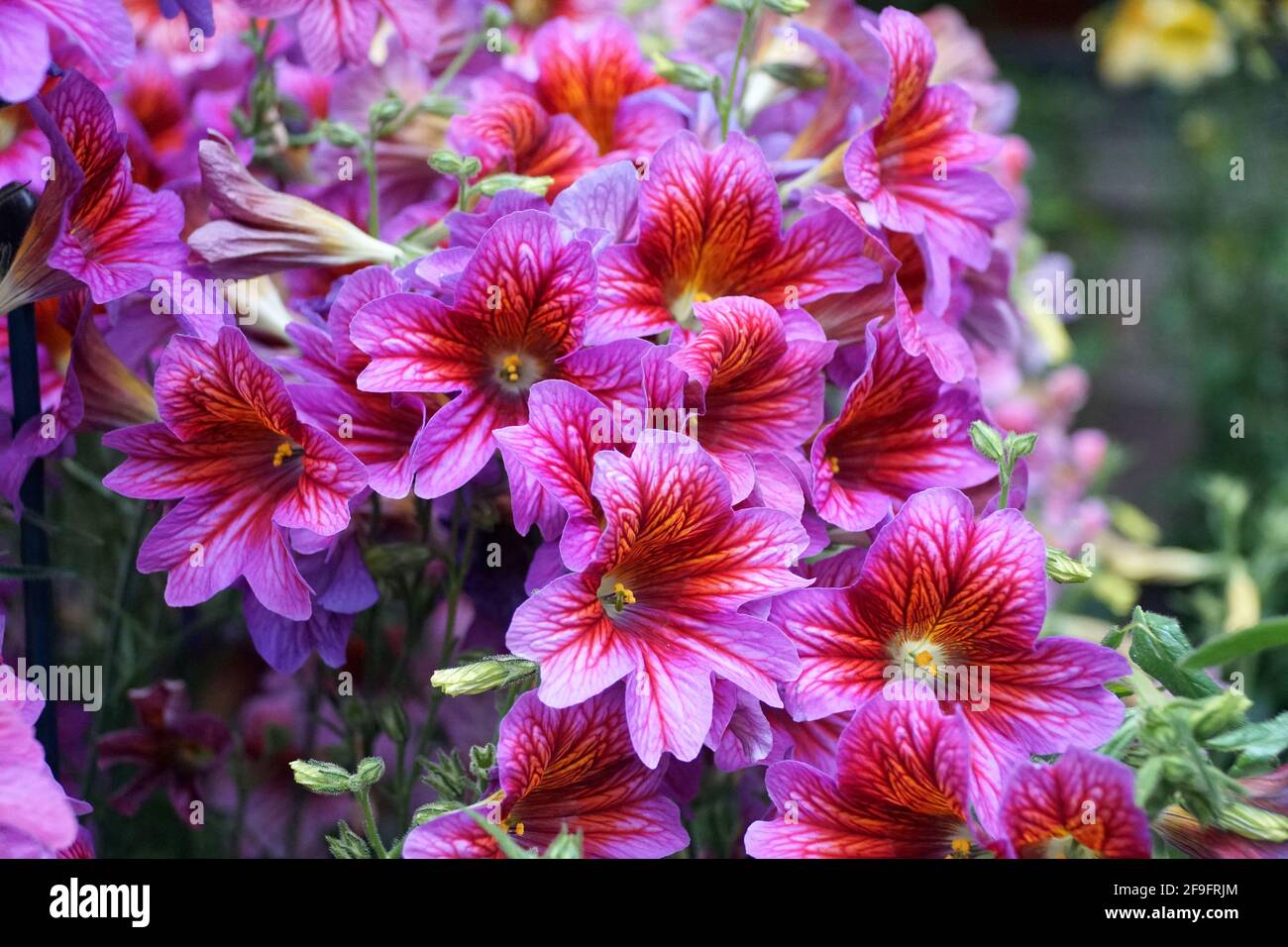 Leuchtend violette und rote Farben der gemalten Zungenblume, mit wissenschaftlichem Namen Salpiglossis sinuata Stockfoto