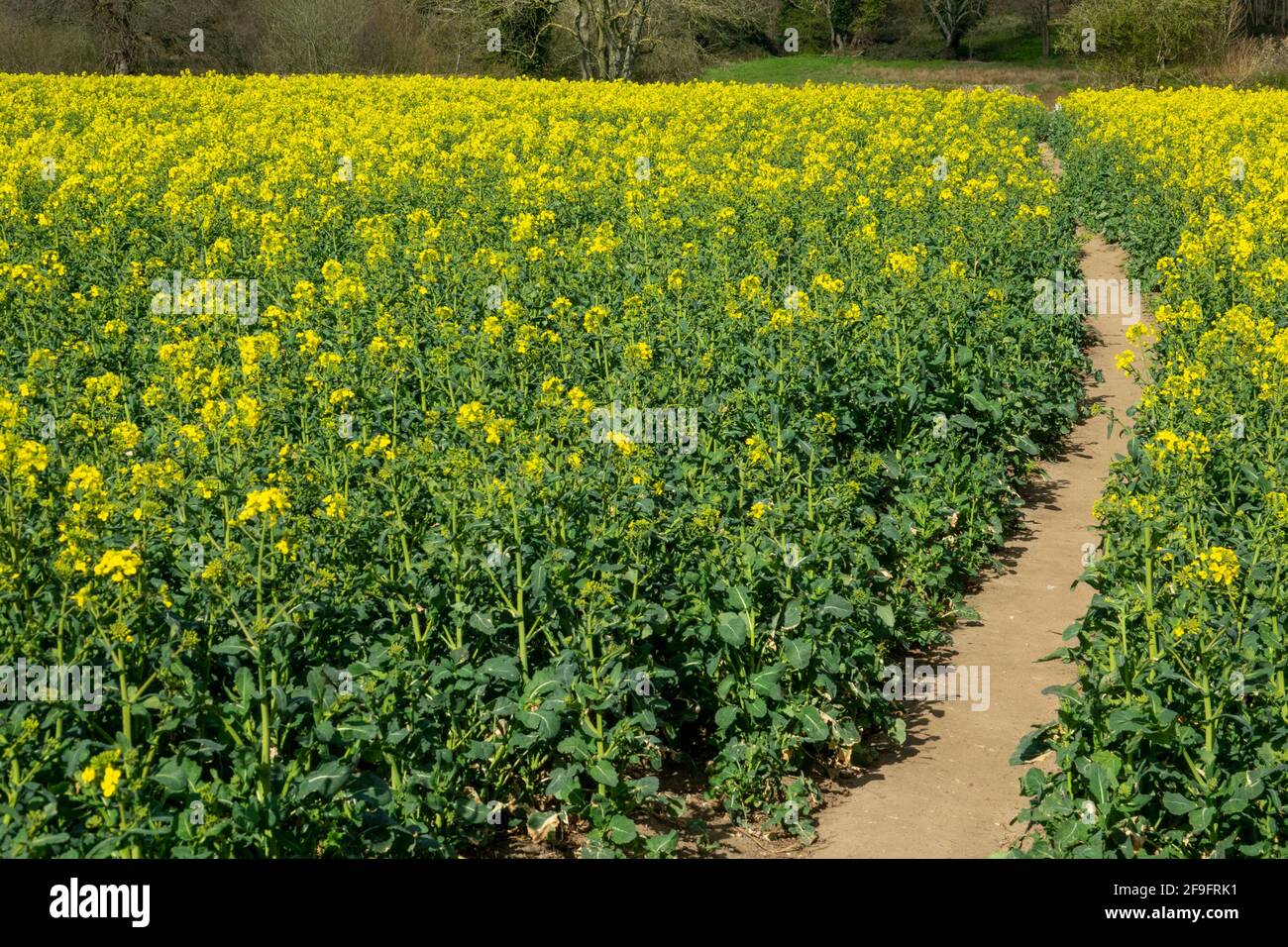 Blühendes Raps (Brassica Napus subsp. Napus) im Norfolk-Feld Stockfoto