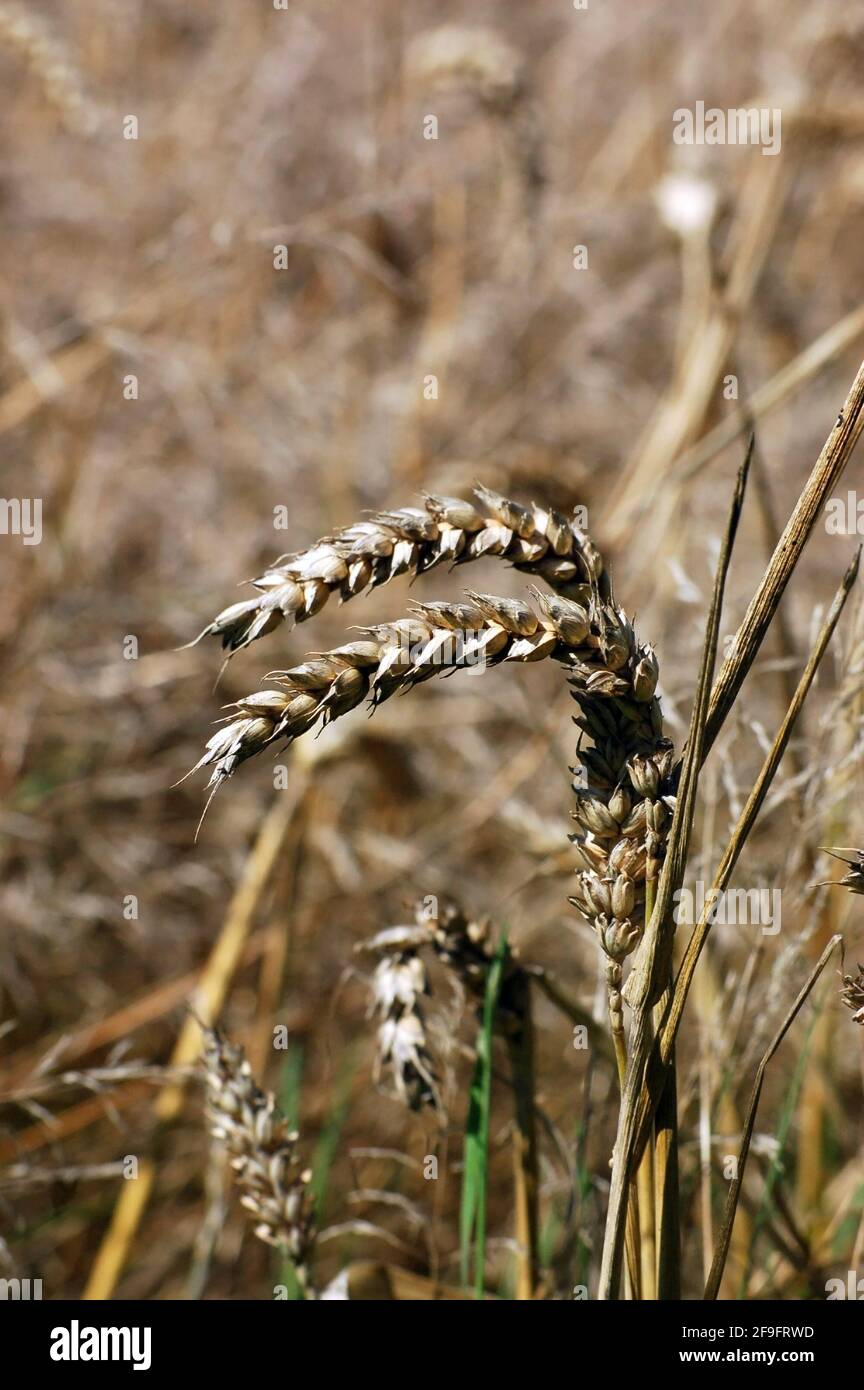 Nahaufnahme einiger Ähren von Weizen auf einem Feld, das auf die Ernte wartet. Hampshire, England Stockfoto