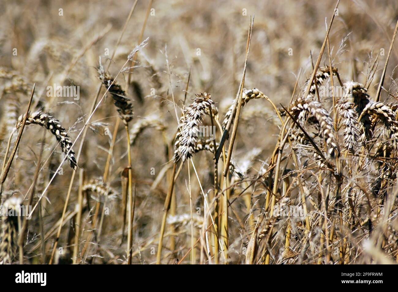 Nahaufnahme einiger Ähren von Weizen auf einem Feld, das auf die Ernte wartet. Hampshire, England. Geringe Schärfentiefe. Stockfoto