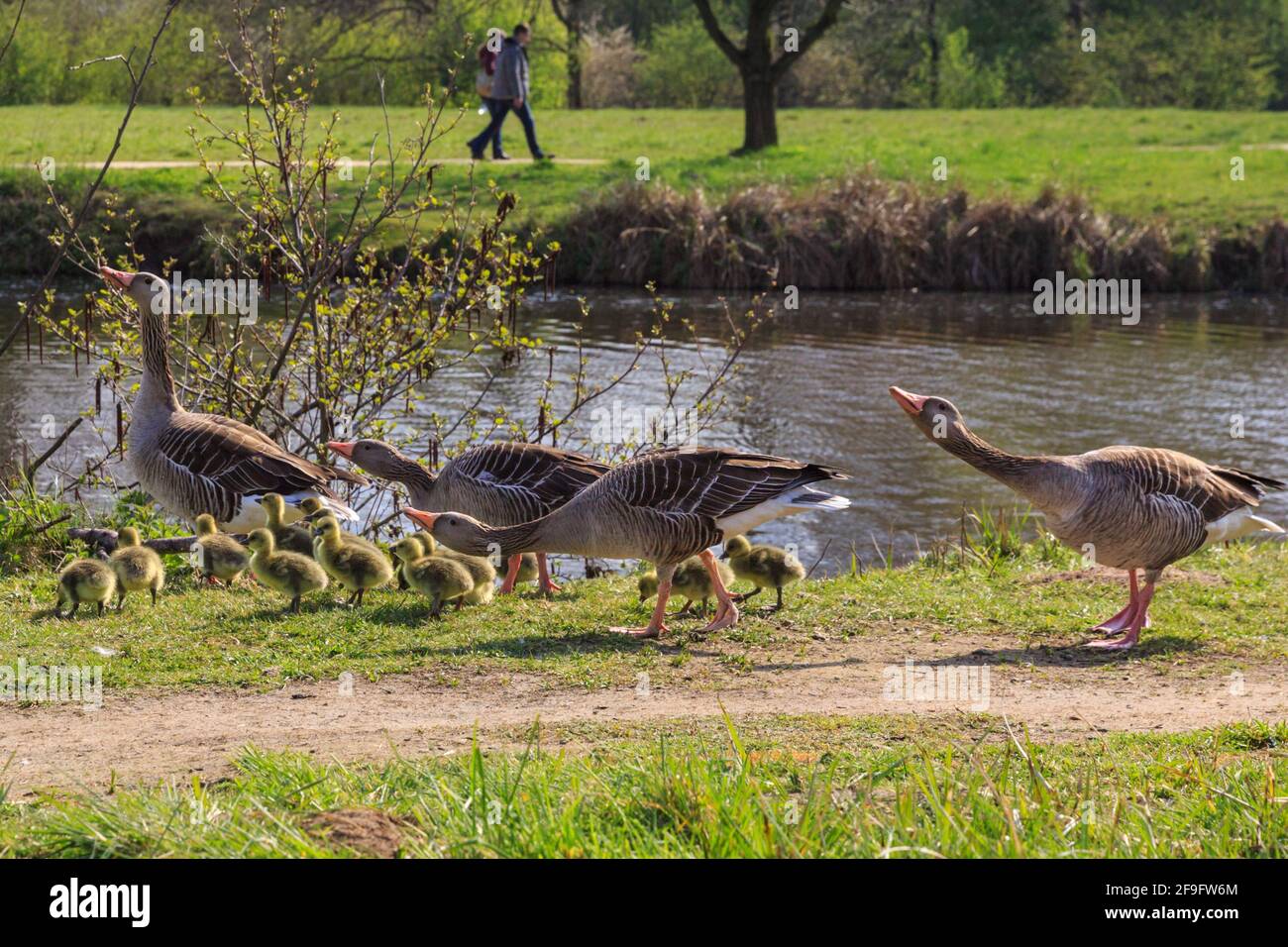 Borken, NRW, Deutschland. April 2021. Gänse in Hülle und Fülle! Mehrere Graugänse (anser anser) haben auf einem kleinen Stück des Pröbstingsees bei Borken eine Art Gänserei aufgebaut. Um die dreißigen Küken watscheln sie herum, bewacht von ihren schützenden Eltern. Kredit: Imageplotter/Alamy Live Nachrichten Stockfoto