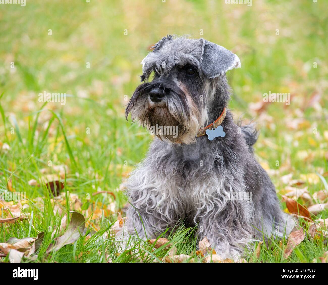 Porträt eines schönen bärtigen grauen Miniatur-Schnauzer-Hundes, der im Gras auf dem Rasen sitzt, selektiver Fokus. Hund in einem Halsband mit einem leeren Knochen hinzufügen Stockfoto