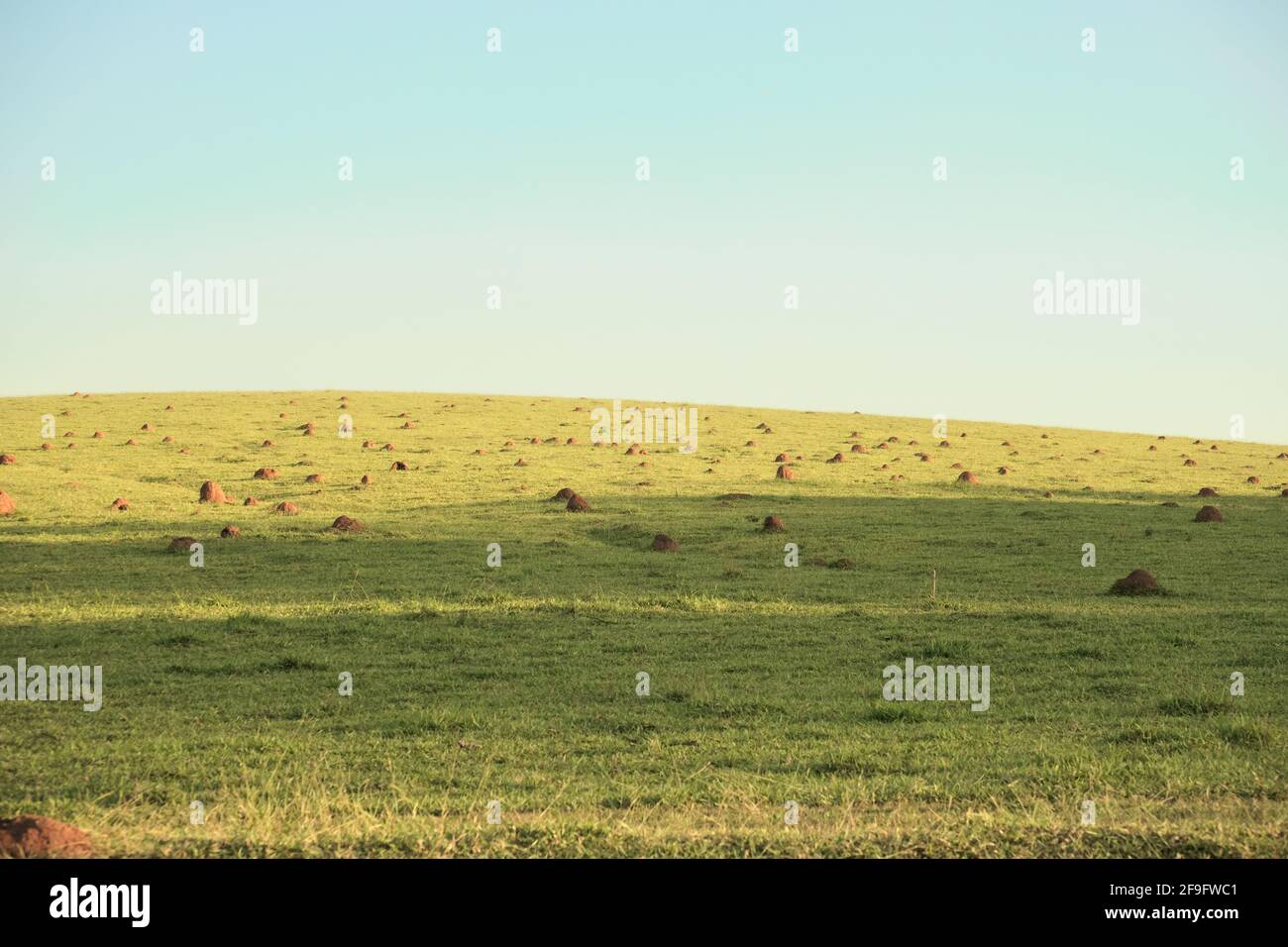 Hügel mit mehreren Termite-Mounds, eine gemeinsame Ansicht in Brasilien Stockfoto