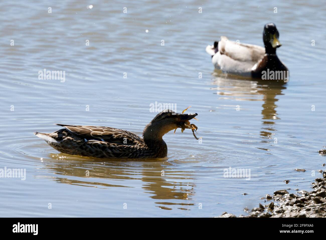 Weiblich, Mallard, versuchen, schlucken, Ufer, Krabbe, Newtown, Natur, Reserve, Isle of Wight, England, Großbritannien, Stockfoto