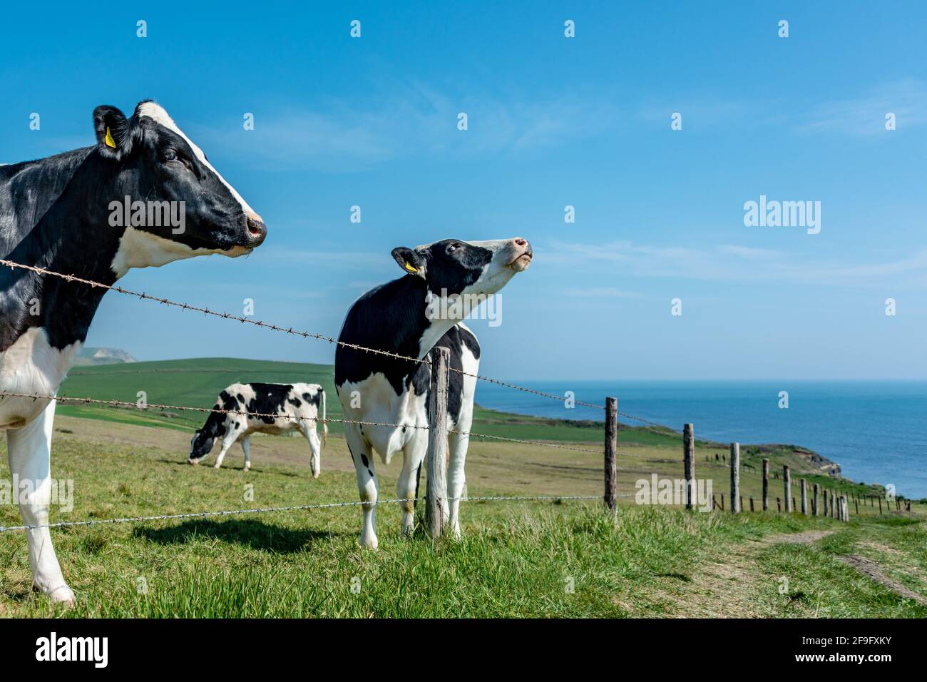 Kimmeridge, Dorset, Großbritannien. Sonntag, 18. April 2021. Kühe blicken über das Meer am South West Coast Fußweg in Dorset. An der Jurassic Coast. Stockfoto