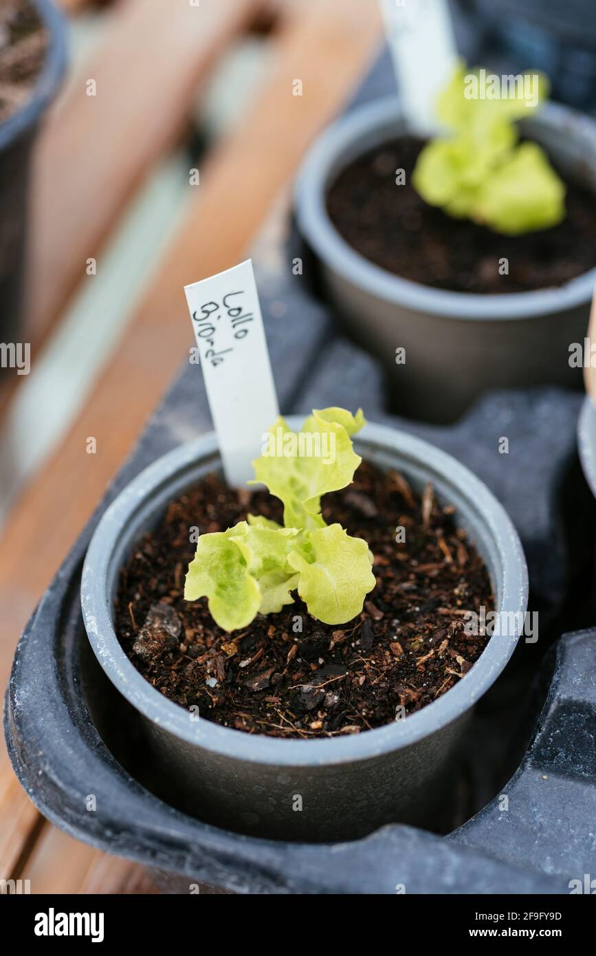 Grünsalat 'Lollo Bionda' (Lactuca sativa var. crispa) Sämlinge Stockfoto