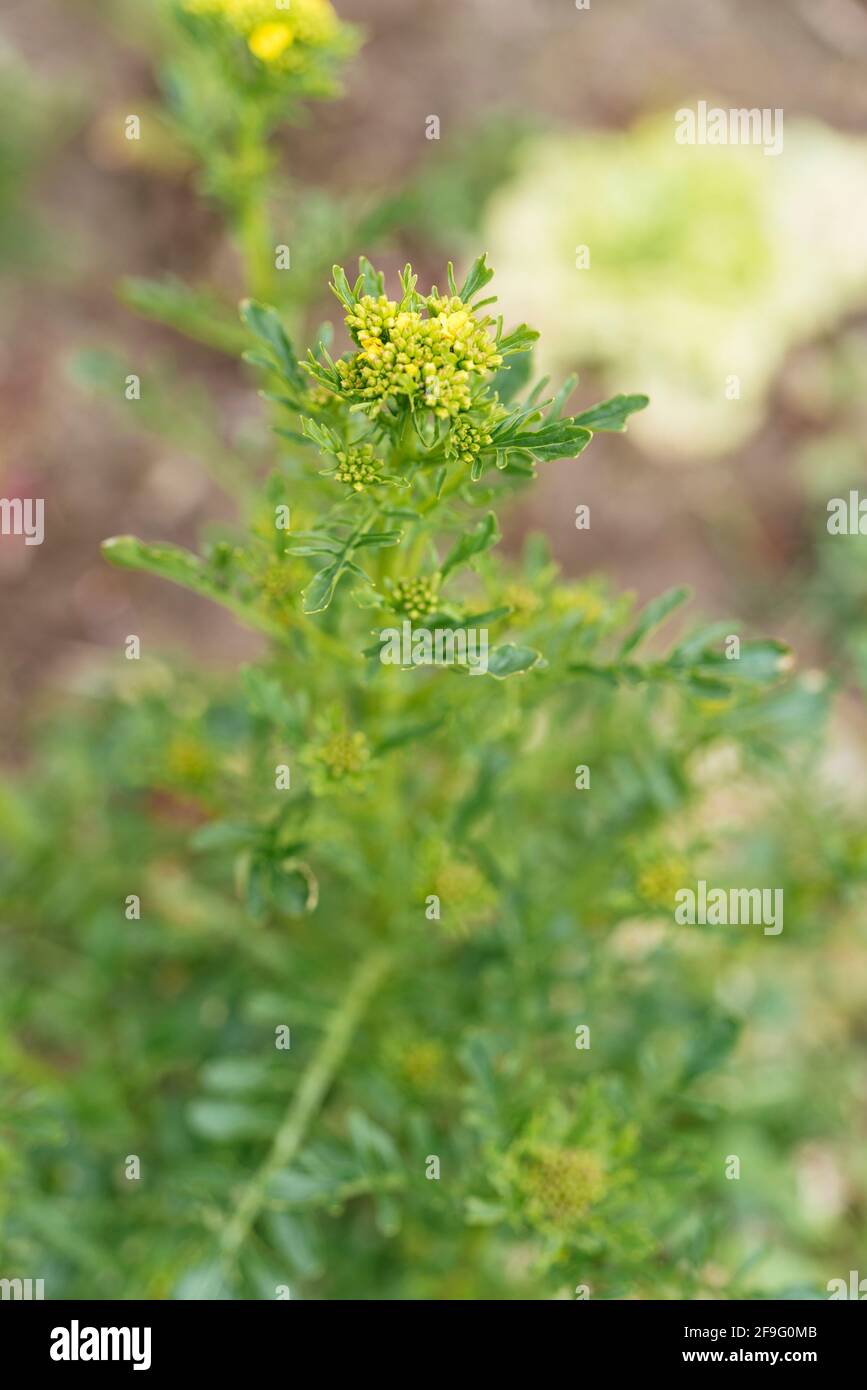 Winterkresse (Barbarea vulgaris) blüht Stockfoto