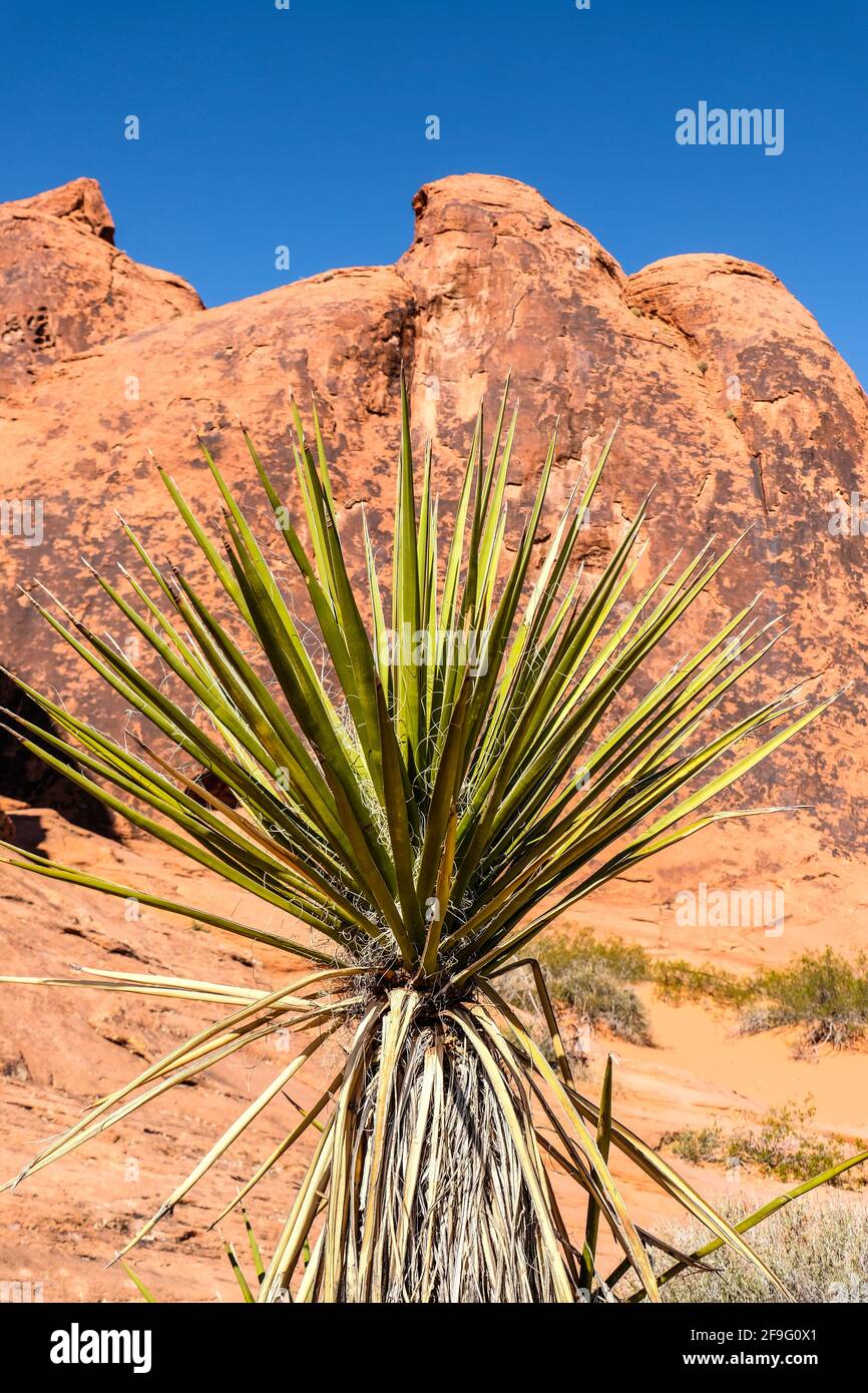 Spanische Bajonettanlage gegen Red Aztec Sandstein- und Gesteinsformationen Im Valley of Fire State Park im Süden Nevadas Stockfoto
