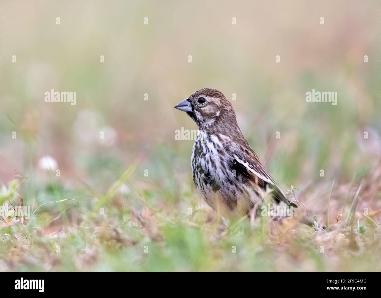 Lark Bunting (Calamospiza melanocorys), Migration durch Südtexas, Rio Grande Valley, Texas Stockfoto