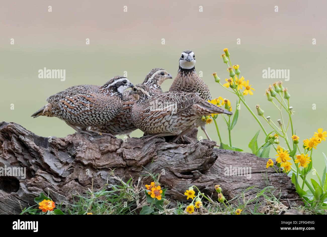 Northern Bobwhite (Colinus virginianus) oder Virginia Quail, Covey, Rio Grande Valley, Texas, USA Stockfoto