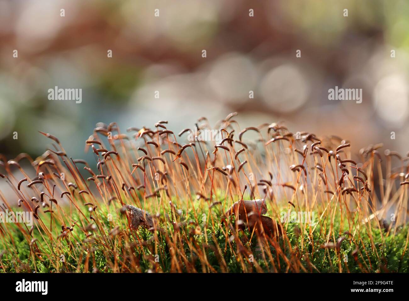 Moos mit roten Sporenkapseln aus der Nähe im Sonnenlicht, Zauberwald. Bunte Makro-Aufnahme von Märchen Natur, verträumten Hintergrund Stockfoto