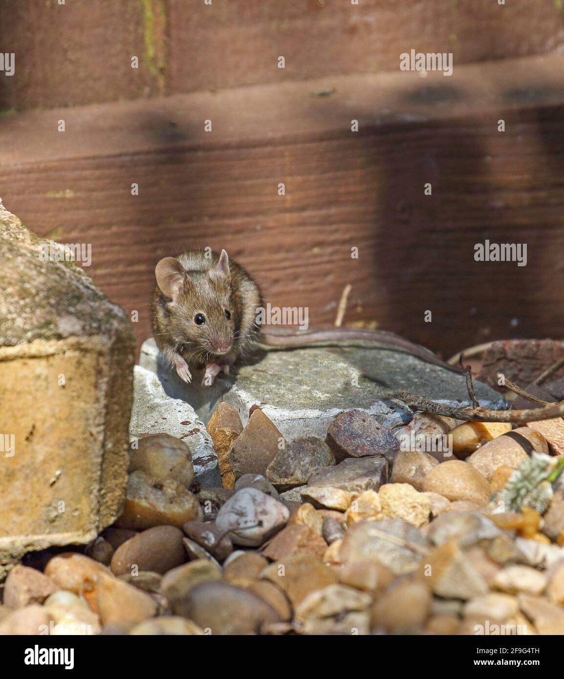 Hausmaus (Mus Musculus) Stockfoto