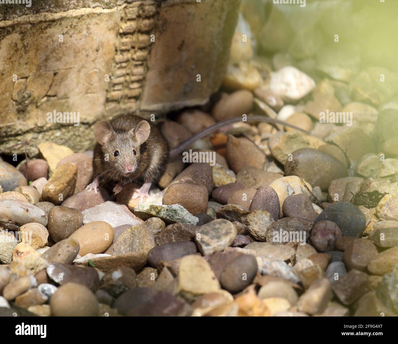 Hausmaus (Mus Musculus) Stockfoto