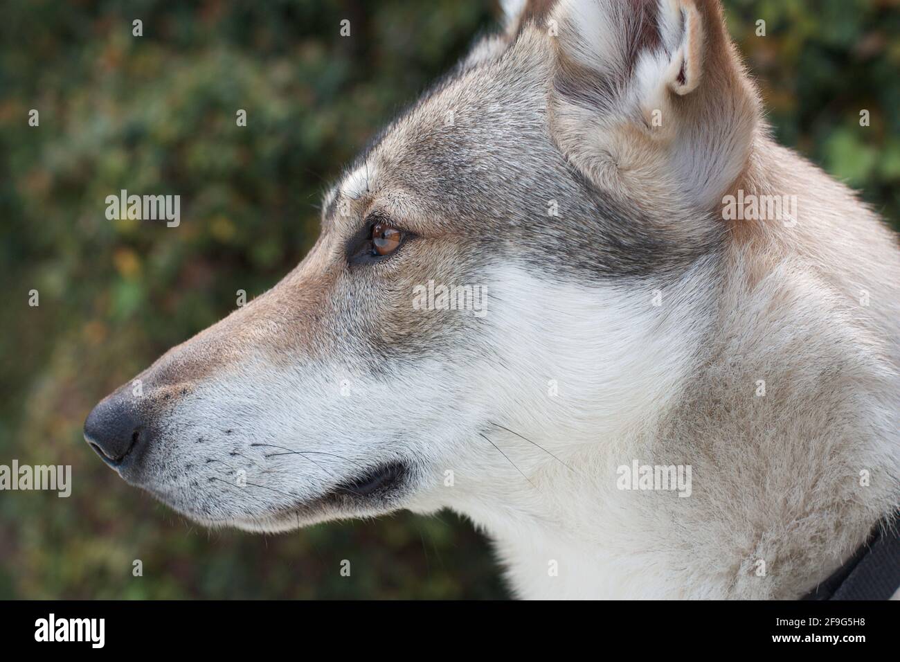 Tschechoslowakischen Wolfshundes Stockfoto