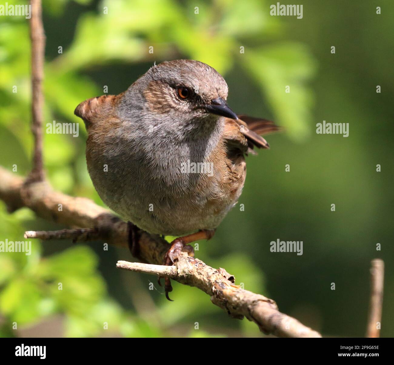 Dunnock (Prunella Modularis), früher bekannt als Hedge Sparrow. Stockfoto