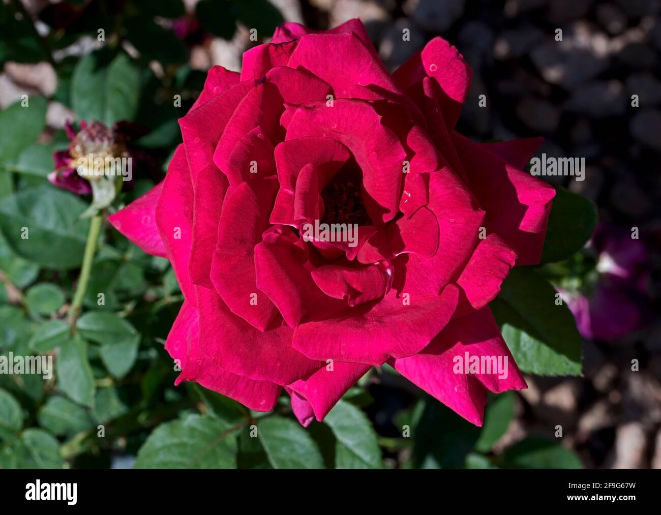 Rosen mit großen Blütenblättern blühen im Garten Stockfoto