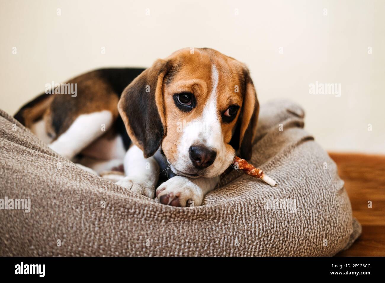 Dog Snack Kausticks für Welpen. Beagle Welpen essen Hund Snack Kausticks zu Hause. Beagle Eat, Hundefutter für Beagles Stockfoto
