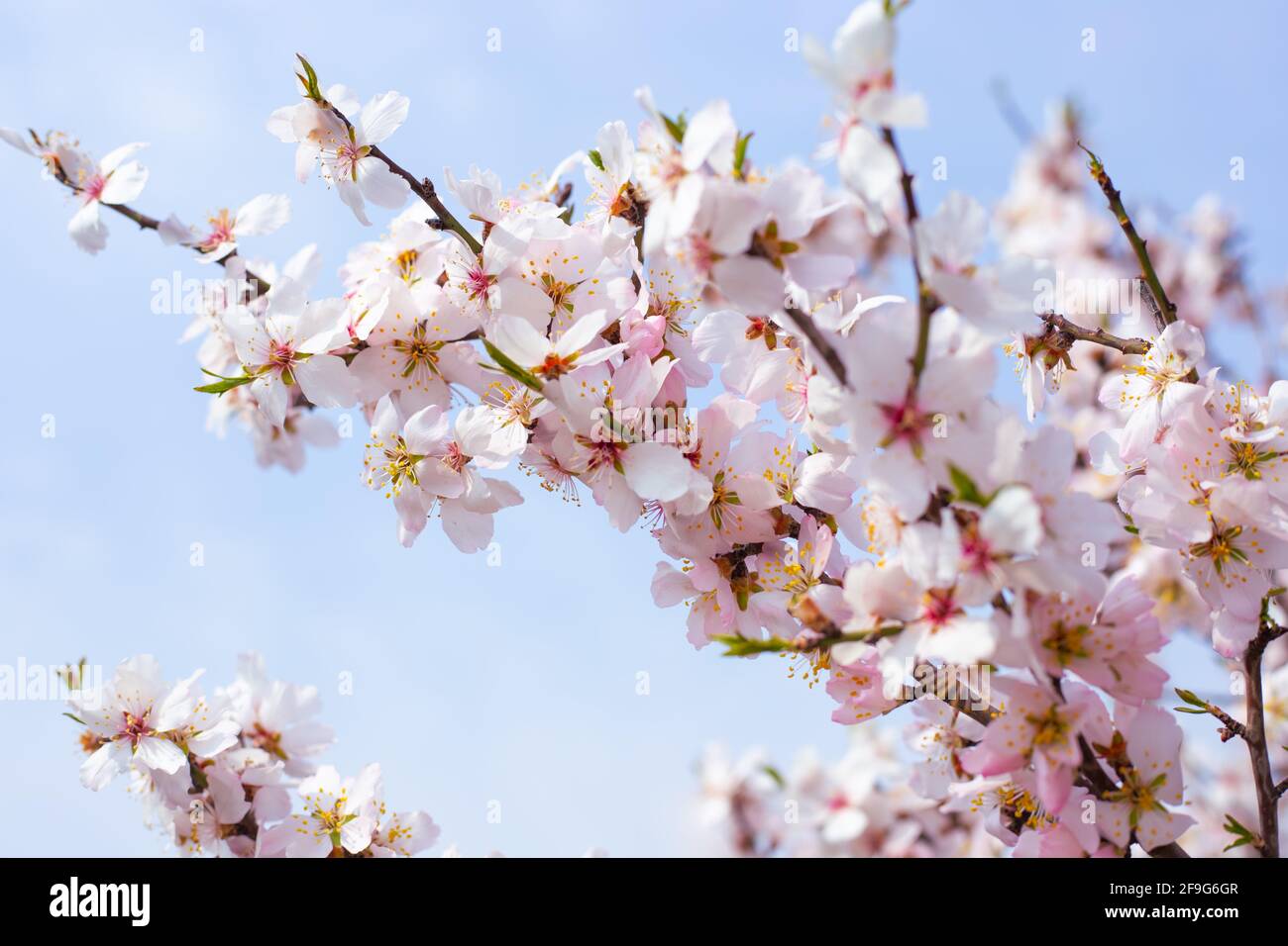Zarte, schöne weiße Sakura blüht auf einem Ast gegen den Himmel. Frühling blühenden Hintergrund. Stockfoto