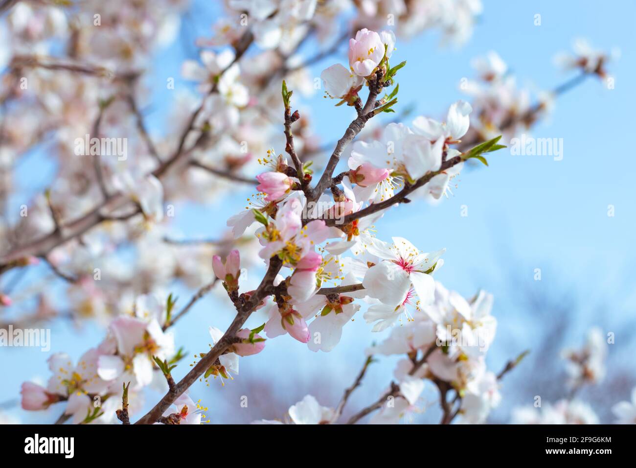 Zarte, schöne weiße Sakura blüht auf einem Ast gegen den Himmel. Frühling blühenden Hintergrund. Stockfoto