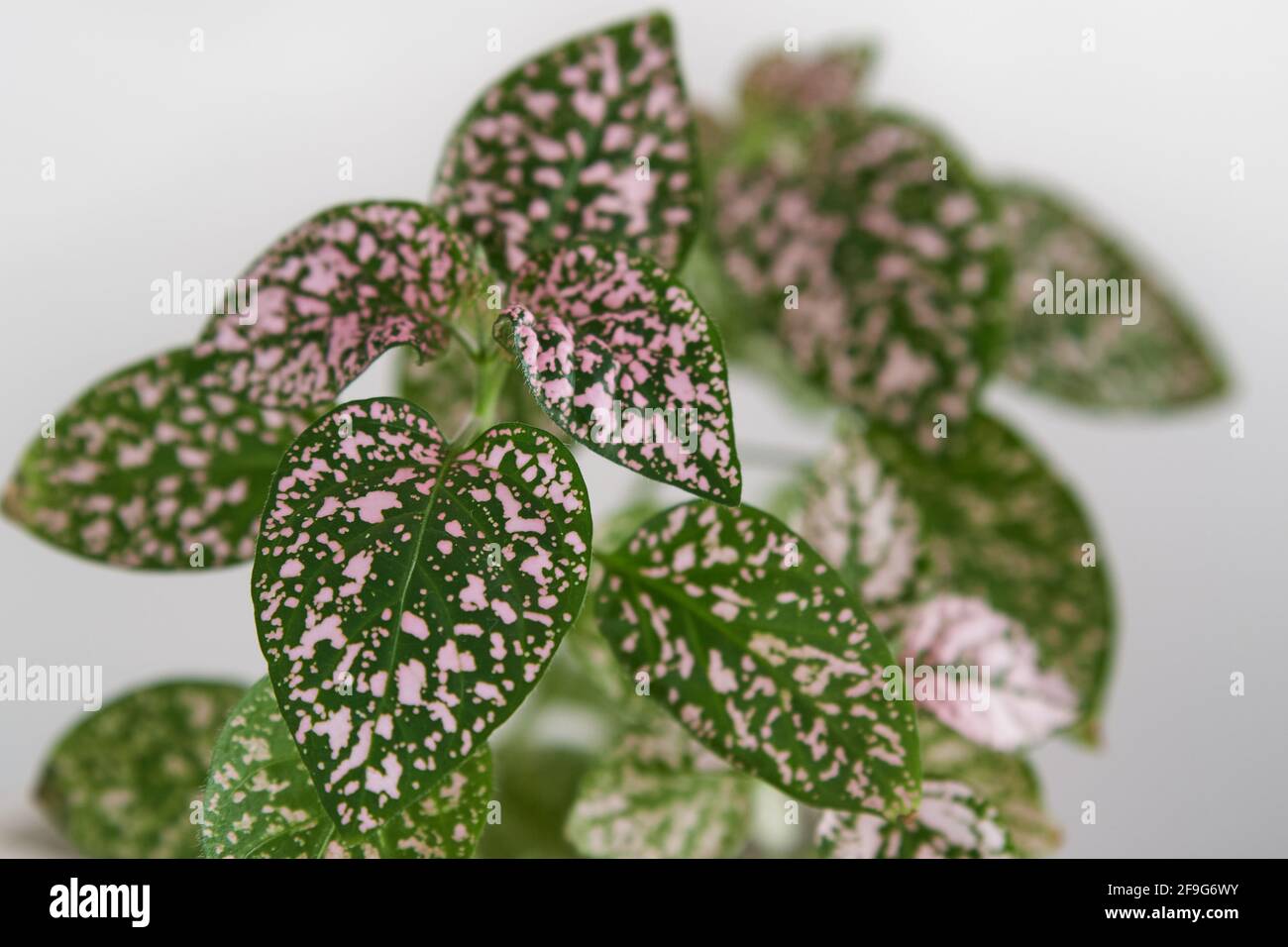 Polka dot, auch bekannt als hypoestes phyllostachya hat grne Bltter mit  ein wenig rosa. Diese schne Zimmerpflanze sitzt in einem weien Topf und  einem weien Rcken Stockfotografie - Alamy