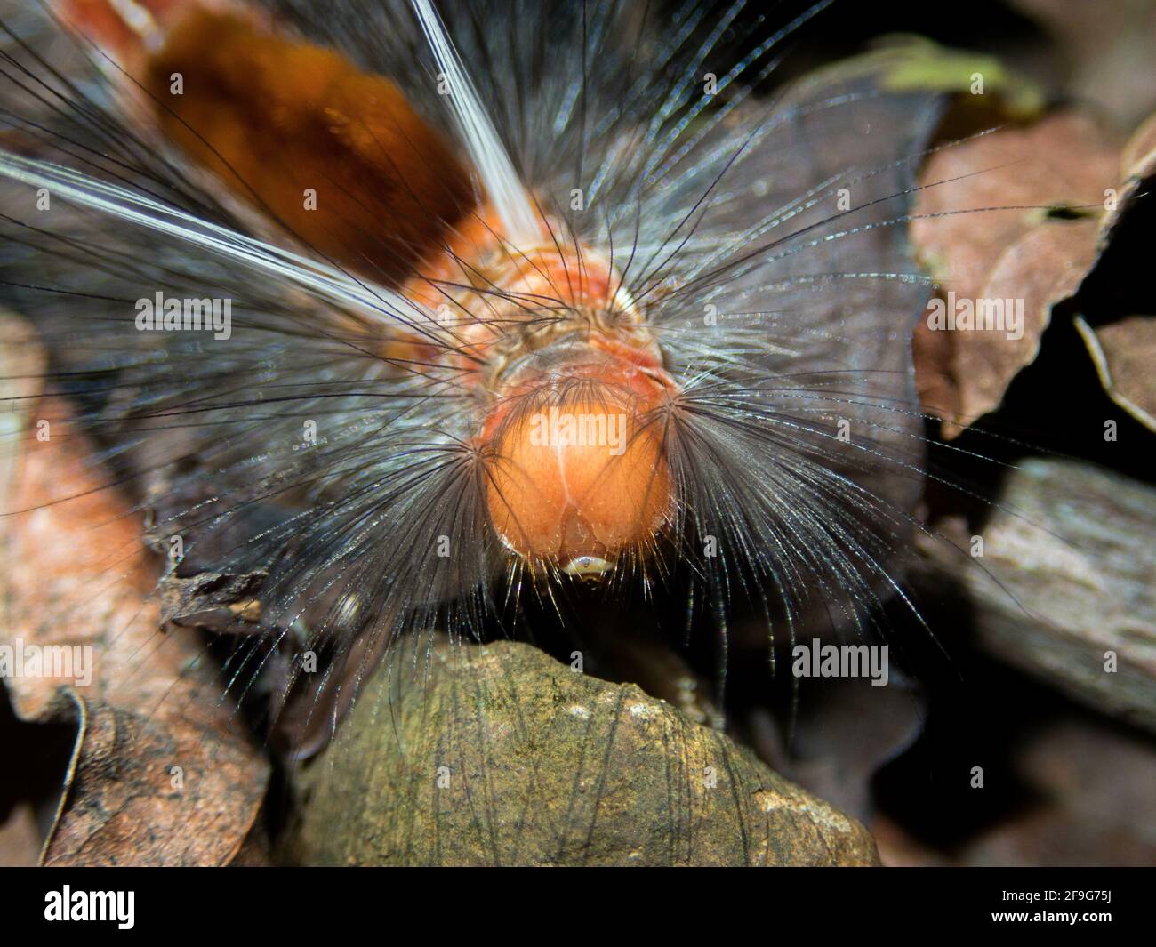 Eine Nahaufnahme eines haarigen Wurms mit breiten orangefarbenen Augen Stockfoto