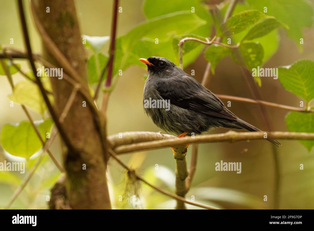 Black-Faced Solitaire - Myadestes melanops schwarzen Vogel mit dem roten Schnabel und Beinchen in der Soor-Familie endemisch im Hochland In Costa Rica und im Westen Stockfoto