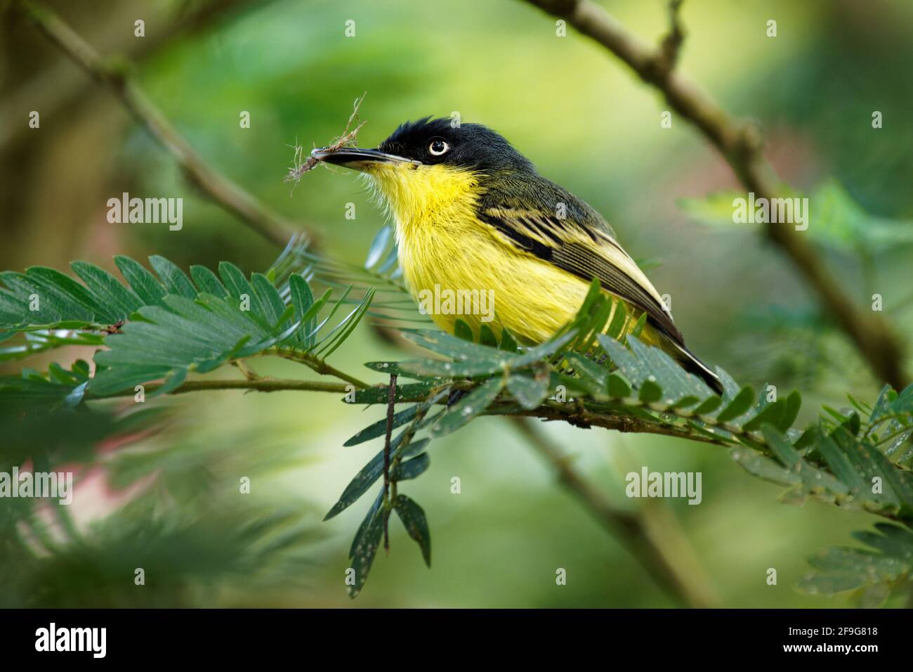 Gewöhnlicher Tody-Fliegenfänger - Todirostrum cinereum kleiner schwarzer und gelber Singvögel in der Tyrann-Fliegenfänger-Familie, die das Nest baut, im Süden Mexikos Stockfoto