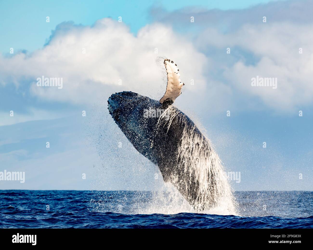 Buckelwal Megapera novaeangilae), Maui, Hawaii, USA Stockfoto