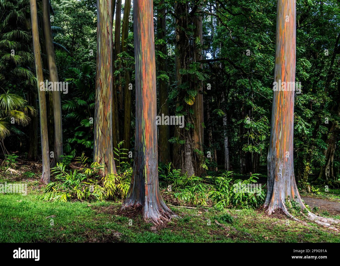 Bezaubernder Regenbogen-Eukalyptus-Hain an der berühmten Straße nach Hana, im Ke'anae Arboretum, Maui Hawaii Stockfoto