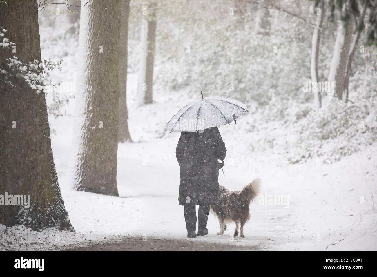 Frau Wanderhund im schnaufenden Wald mit Regenschirm Stockfoto