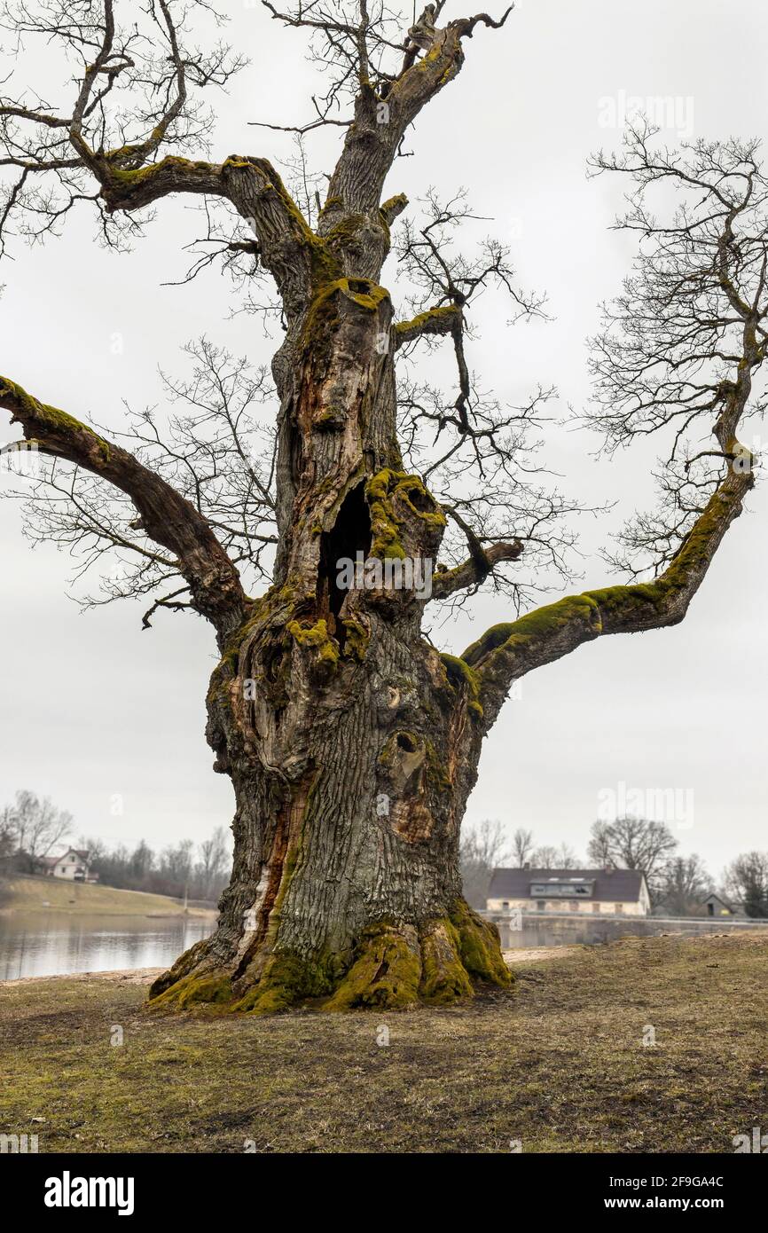 Über tausend Jahre alte Eiche bei Zaube Stockfoto