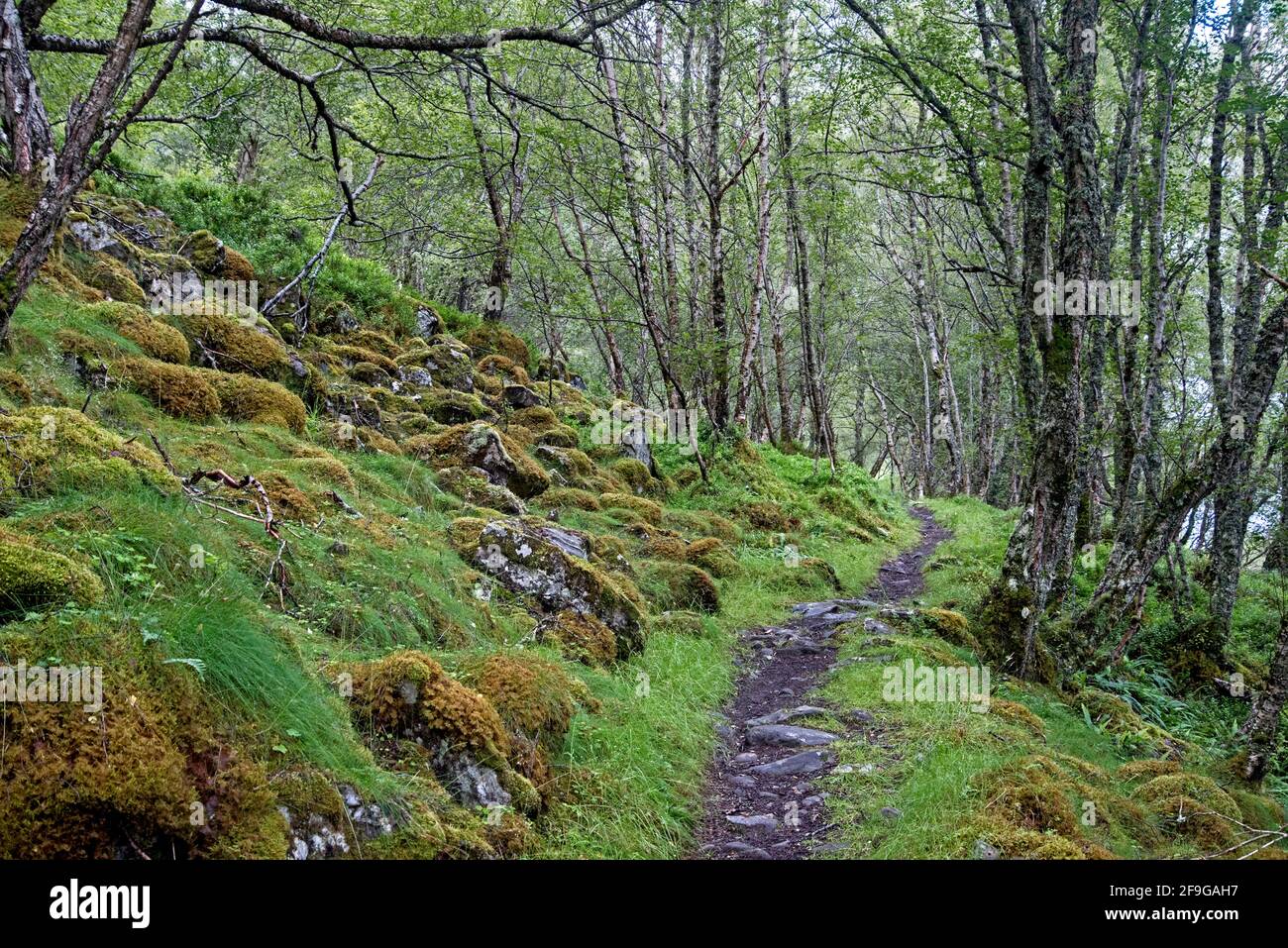 Schottischer Regenwald neben Loch Gynack in der Nähe von Kingussie im Cairngorm National Park, Schottland, Großbritannien. Stockfoto