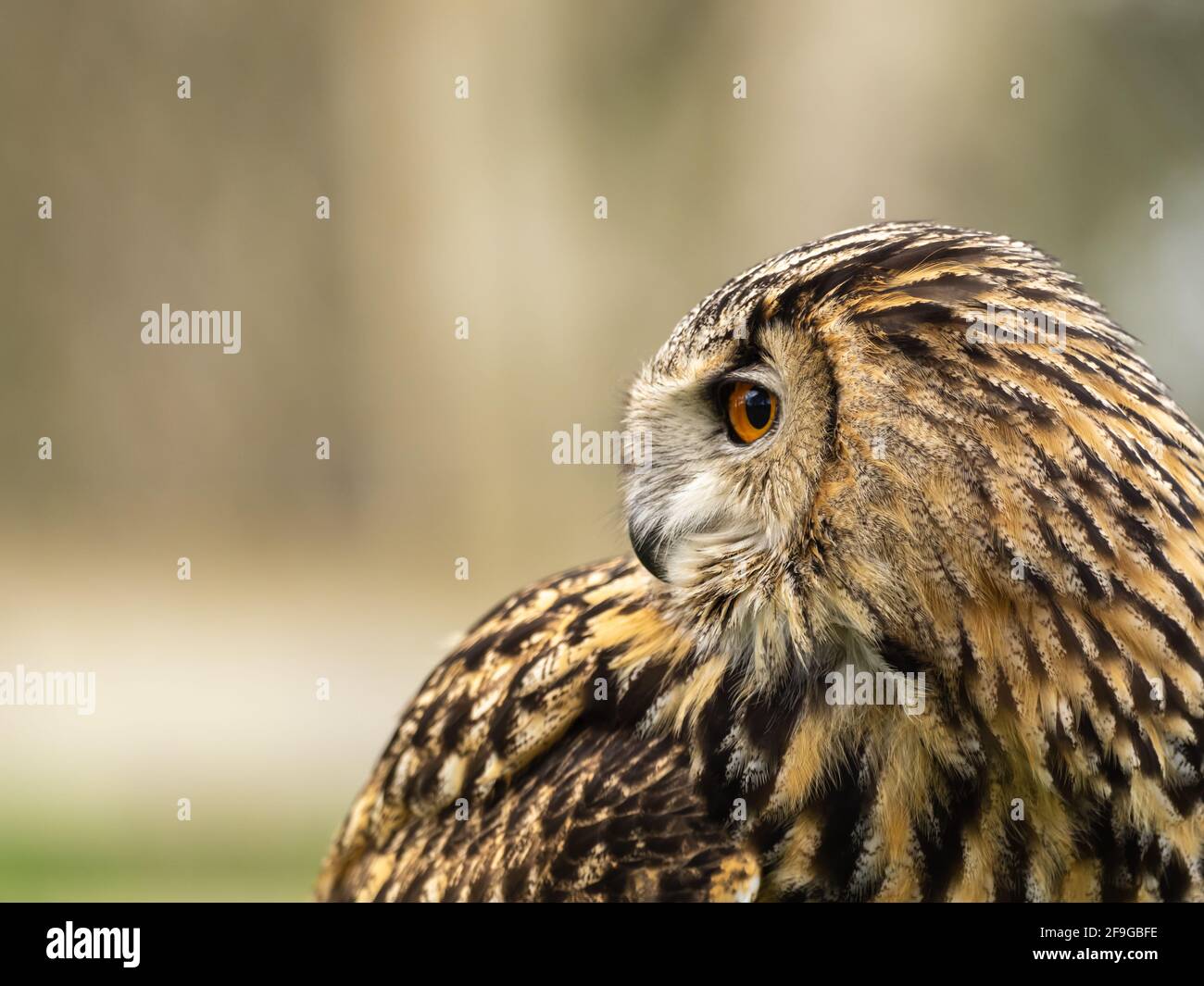 Euleneule. Nah uo des Kopfes. Stockfoto