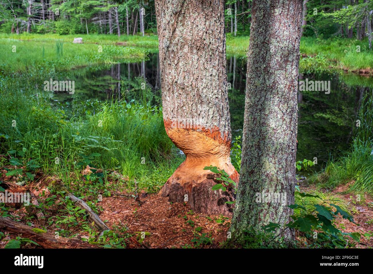 Biber bei der Arbeit am Ufer des East Branch of the Swift River in Petersham, Massachusetts Stockfoto