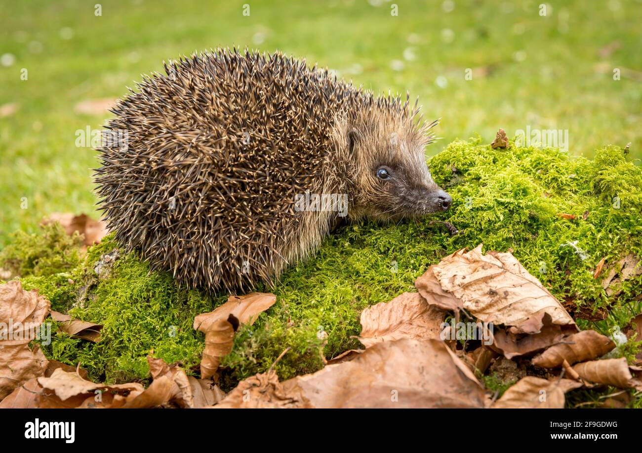 Großer, ausgewachsener Igel mit Blick auf grünen Moosstamm mit goldbraunen Blättern vorne und verschwommenem Hintergrund. Wissenschaftlicher Name: Erinaceus Europaeu Stockfoto