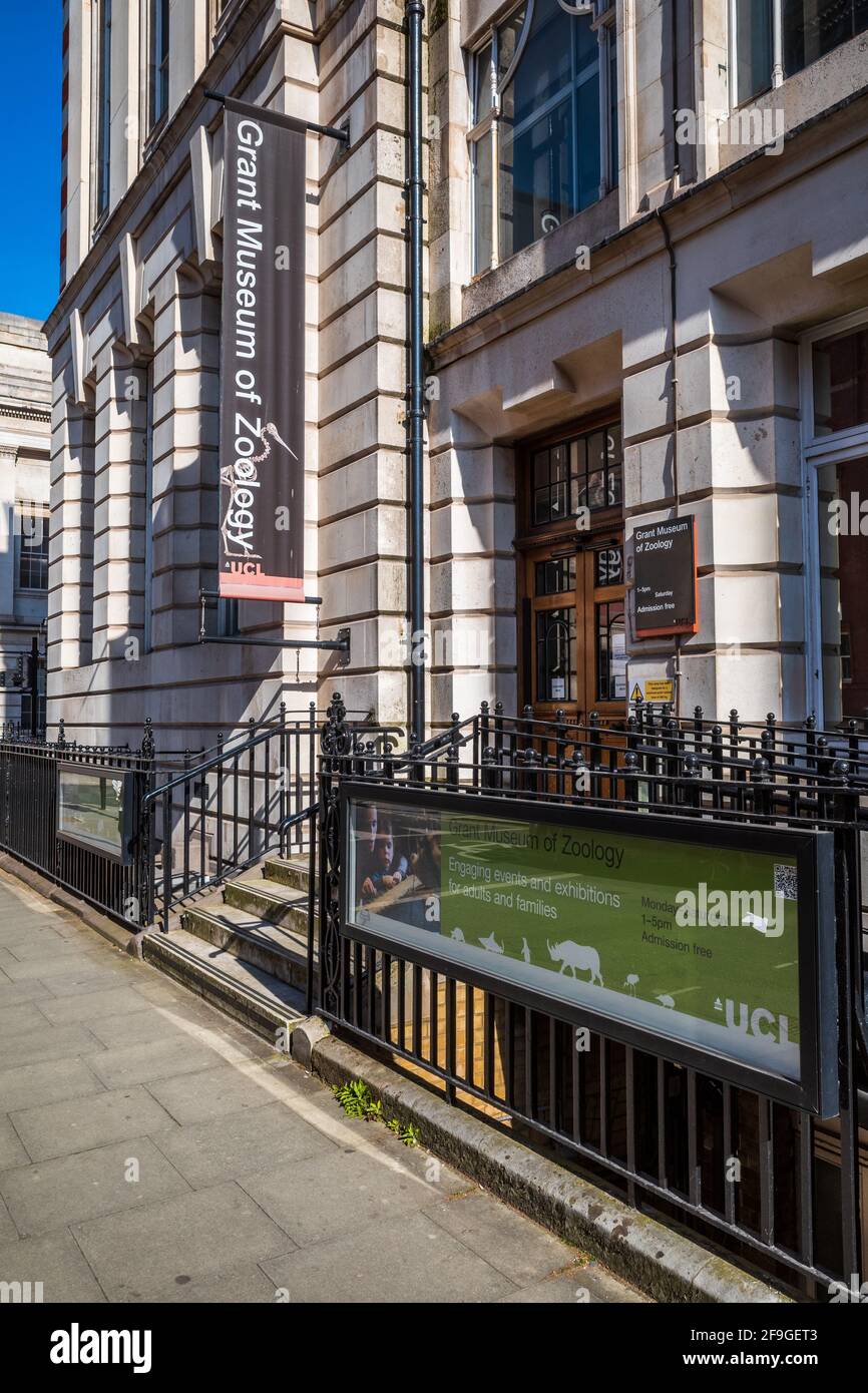 Grant Museum of Zoology London - das Grant Museum of Zoology and Comparative Anatomy ist ein Naturkundemuseum, das 1828 gegründet wurde und Teil der UCL London ist. Stockfoto