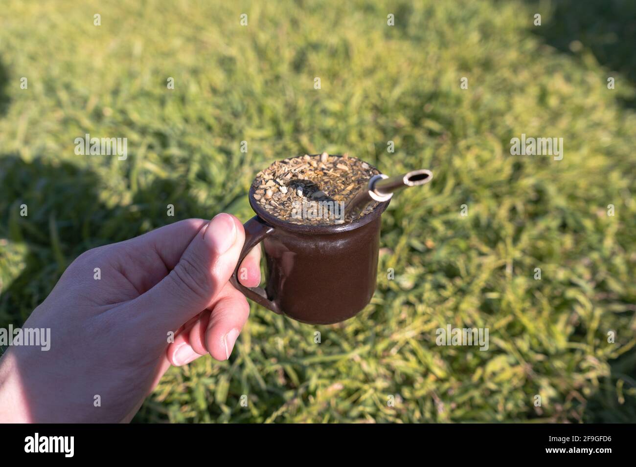 Eine Nahaufnahme der Aufnahme des argentinischen Infusionsgefährten. Stockfoto