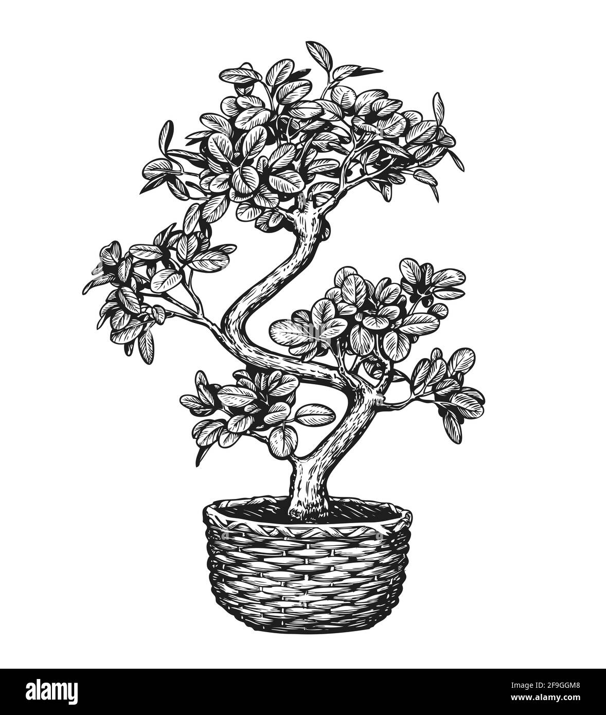 Bonsai-Baum in einem Blumentopf isoliert auf dem Hintergrund. Skizzenvektor für Zimmerpflanzen Stock Vektor