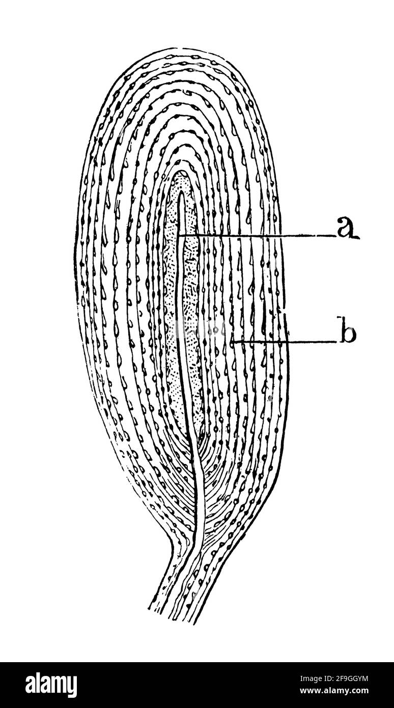Pacinian-Teilchen (oder lamellare Teilchen). Illustration des 19. Jahrhunderts. Deutschland. Weißer Hintergrund. Stockfoto
