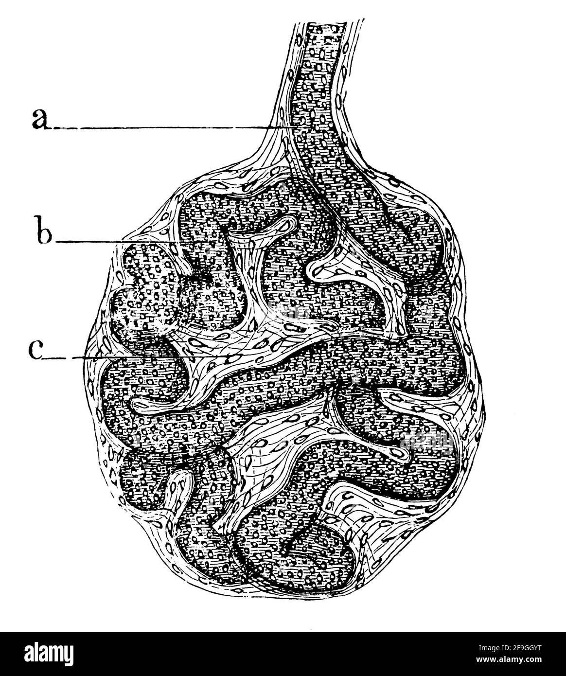 Schweißdrüse in der menschlichen Haut. Illustration des 19. Jahrhunderts. Deutschland. Weißer Hintergrund. Stockfoto