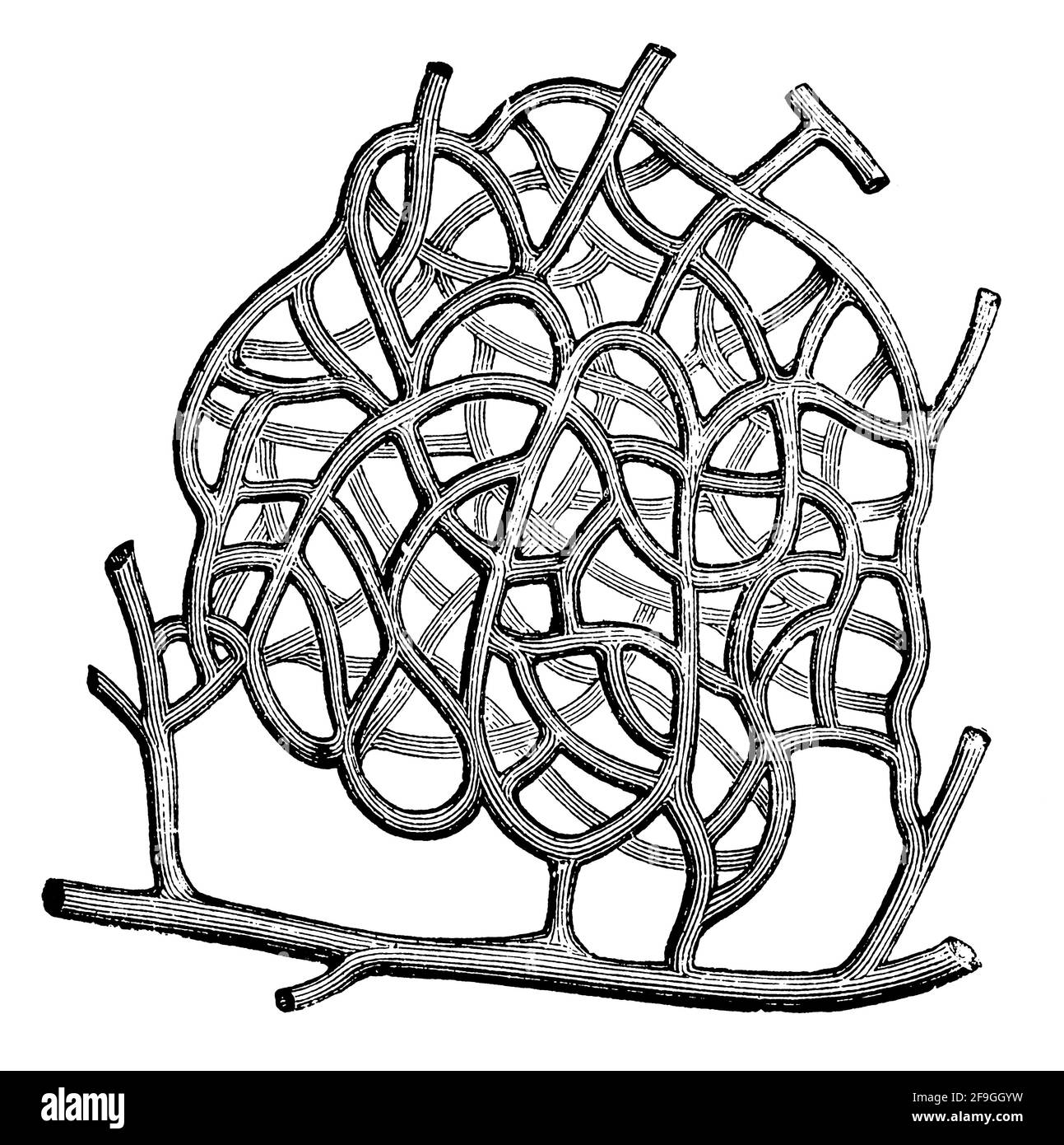 Kapillarnetzwerk um eine Schweißdrüse. Illustration des 19. Jahrhunderts. Deutschland. Weißer Hintergrund. Stockfoto