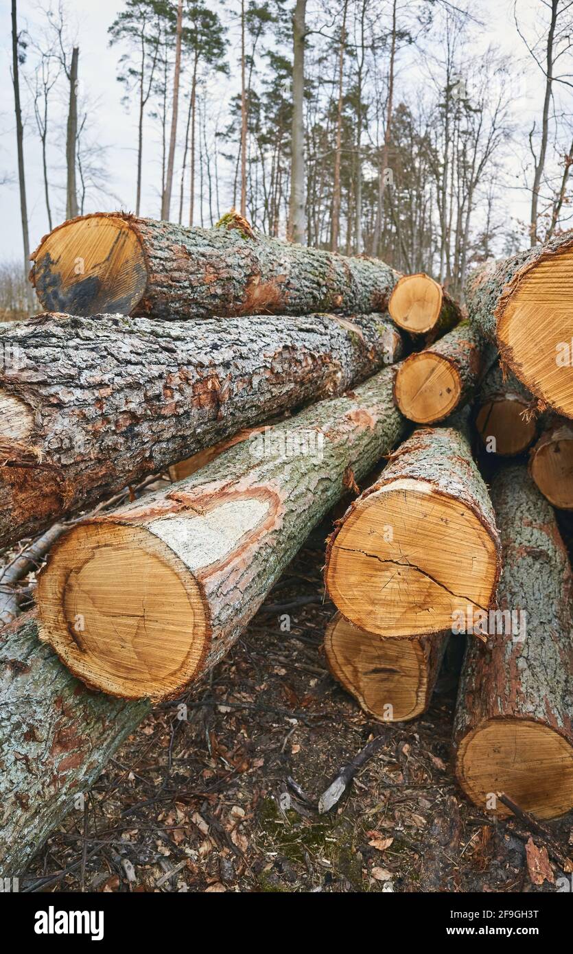 Gefällte Kiefernstämme in einem Wald, Entwaldung Konzeptbild. Stockfoto