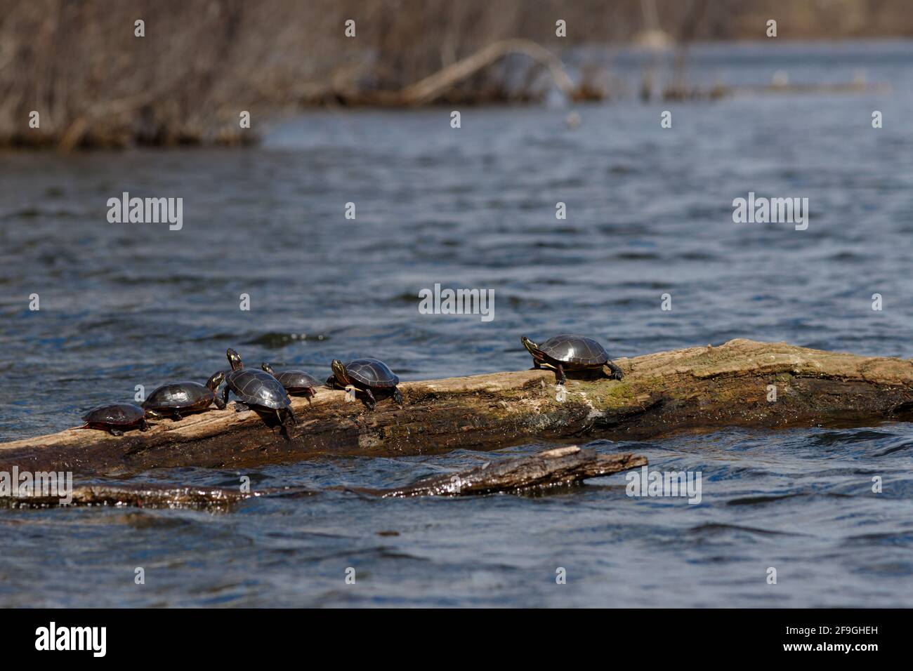 Zwei wilde schildkröten aus midland (Chrysemys picta marginata) sonnen sich auf einem im Wasser schwimmenden Baumstamm in der Sonne. Stockfoto