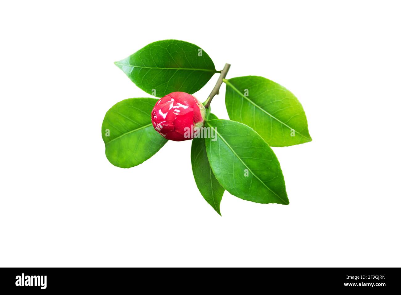 Leuchtend rosa Kamelienzweig mit Knospe und glänzenden Blättern isoliert Auf Weiß Stockfoto
