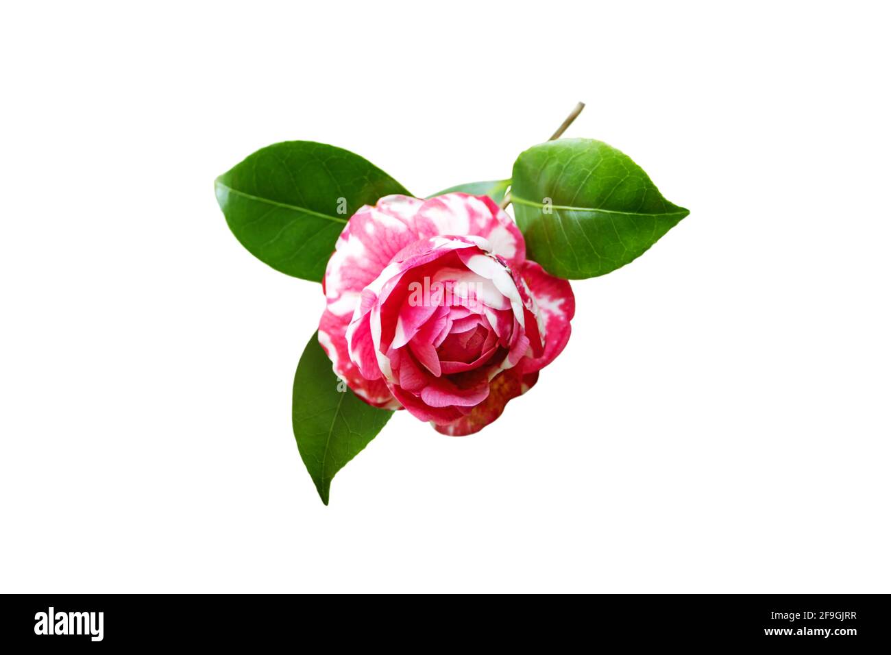 Zweifarbige rosa und weiße Kamelienzweig mit Blume und glänzend Blätter isoliert auf weiß Stockfoto