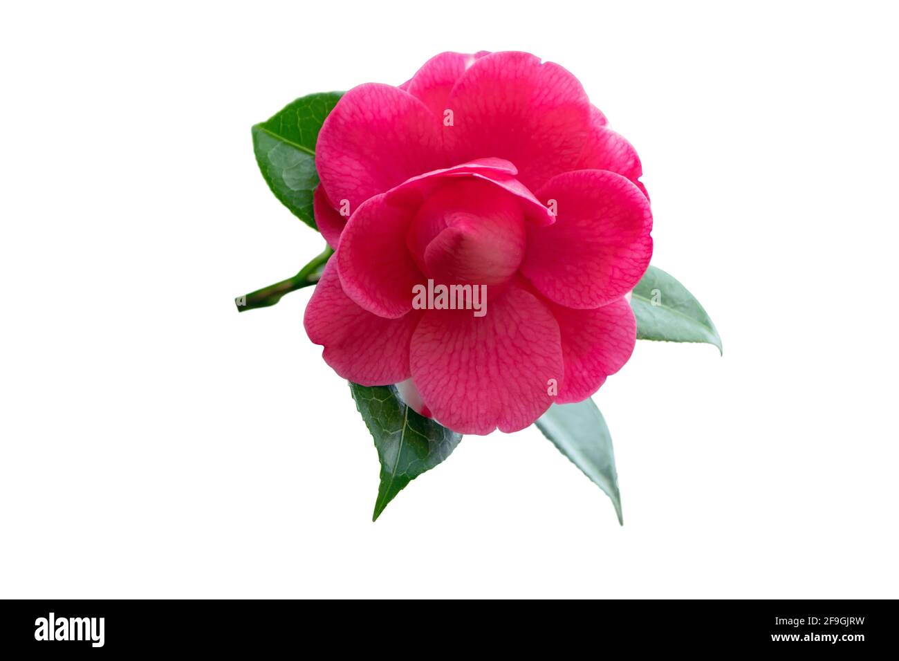 Leuchtend rosa Kamelienzweig mit Blume und glänzenden Blättern isoliert Auf Weiß Stockfoto