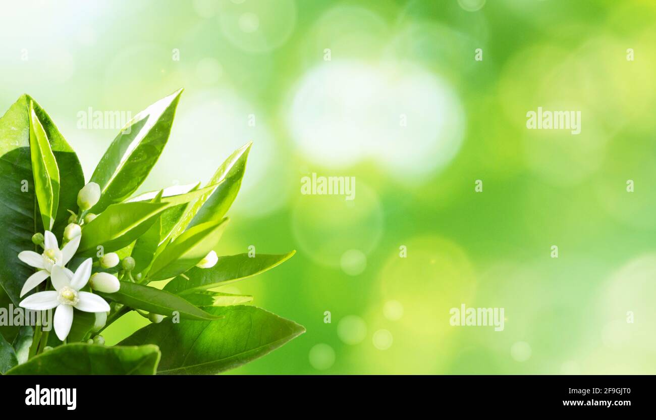Orangefarbene weiße Blüten in der Ecke des Frühlings verschwommen sonnigen Hintergrund. Blühender Zitrusbaum. Neroli blühen Stockfoto