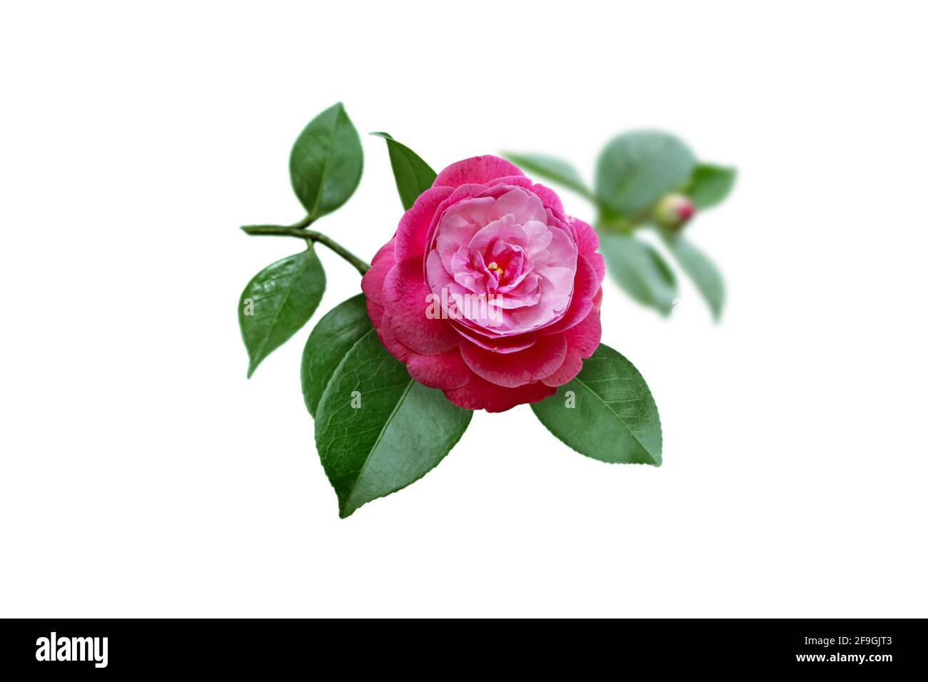 Leuchtend rosa Kamelie japanische Pfingstrose bilden Blume, Blätter und Knospe isoliert auf weiß. Stockfoto