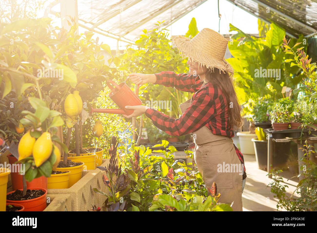 Die junge Frau gardner wässert die Pflanzen in einem Gewächshaus Stockfoto